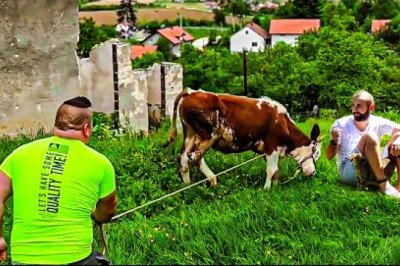 🐄 LOPOVI su počeli PONIŽAVATI sami sebe